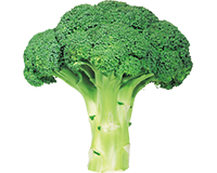 https://www.petsaudavel.vet.br/wp-content/uploads/2019/03/broccoli_greenpet.png